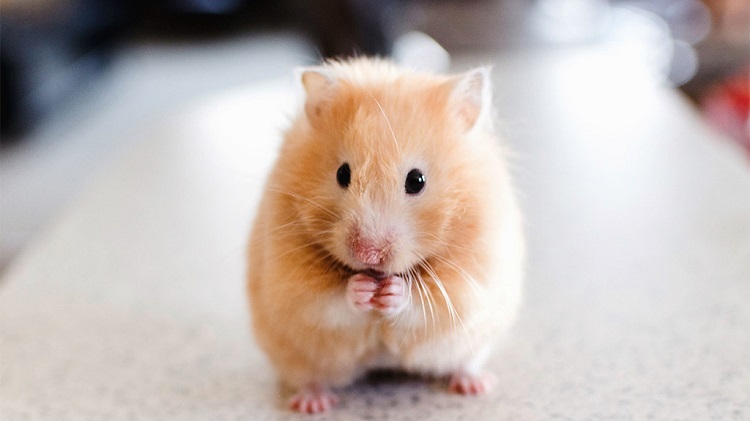 Top 10 Shop bán Hamster ở TPHCM uy tín, giá rẻ