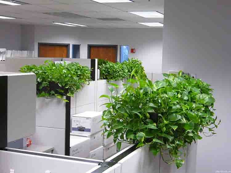 Công ty CP 1989 - Công ty cho thuê cây xanh văn phòng TPHCM | Image: Công ty CP 1989 