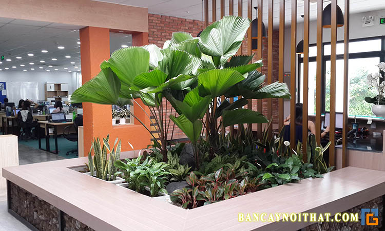 Thịnh An Gia - Dịch vụ cho thuê cây xanh văn phòng TPHCM | Image: Thịnh An Gia 