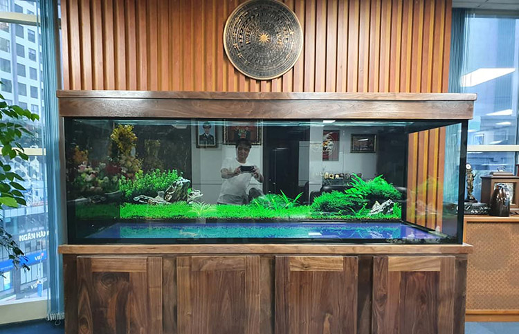 Cửa hàng Aquarium Việt - Địa chỉ bán bể cá cảnh mini TPHCM | Image: Cửa hàng Aquarium Việt