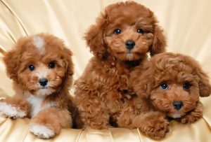 Top 15 shop bán chó Poodle TPHCM giá rẻ và uy tín nhất | Image: Top10tphcm