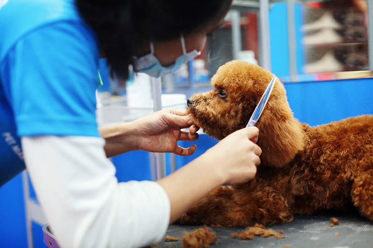 Top 15 dịch vụ chăm sóc thú cưng tại TPHCM uy tín nhất
