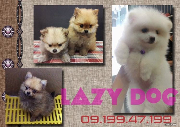 Lazy Dog Shop - Trung tâm huấn luyện chó uy tín TPHCM | Image: Lazy Dog Shop 