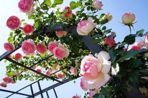 Top 15 Shop hạt giống hoa ở TPHCM uy tín nhất