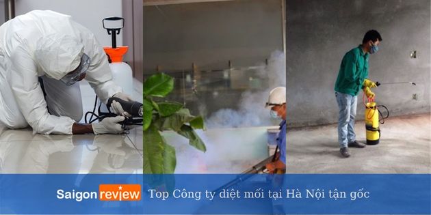 Top 25 Công ty diệt mối tại Hà Nội tận gốc và uy tín